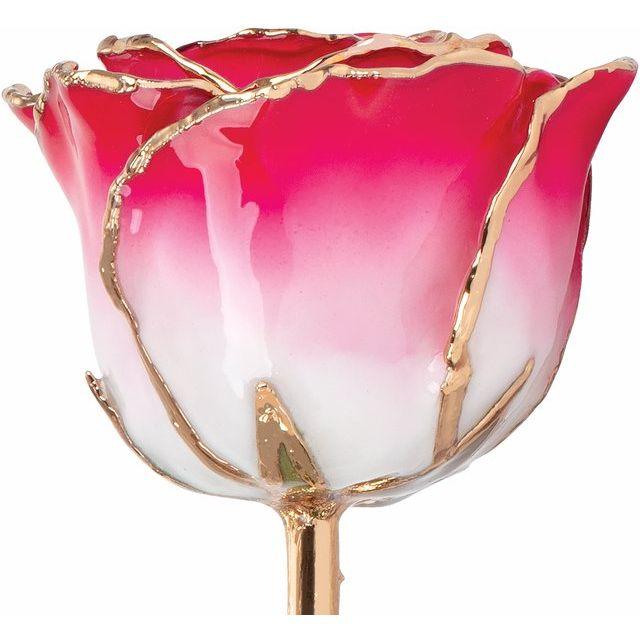 JDSP61-9048 -Lacquered Cream Red Rose with Gold Trim - Johnny Dang & Co